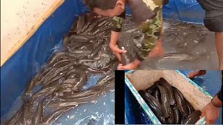 Ikan gabus Mamuju siap dikirim