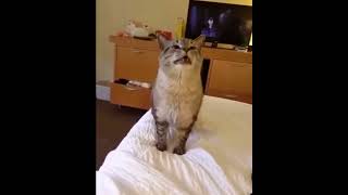 Кот чихнул #юмор #смешныевидео #ржач #коты