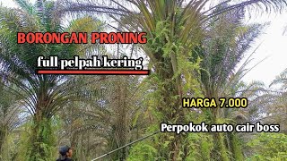 PRUNING POKOK SEDANG PLAPAH  KERING PAKAI EGREK CAMEL 111.