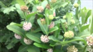 My wildflowers part 3. Plant profile: Sullivants milkweed