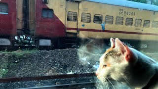 Everything You Should Know To Travel With Your Pets By Train