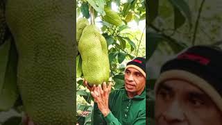 Ukuran atau bentuk buah cempedak 28 dan buah cempedak Durian.