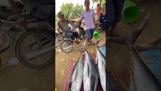 nelayan panen tuna sirip kuning #tuna #ikantuna #shorts