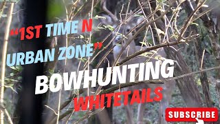 bowhunting whitetail in the city/ urban zone!