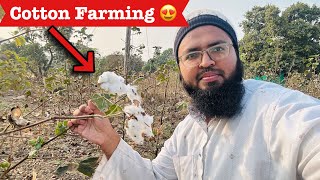 Cotton Farming🔥|| Kapas Ki Kheti ||  Nawaz Rashadi Vlogs🔥||