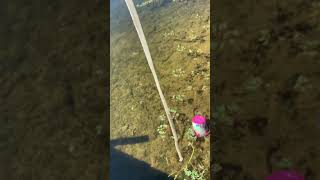 Minnow trap diy 2