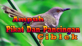 Pikat dan pancingan ciblek paling ampuh