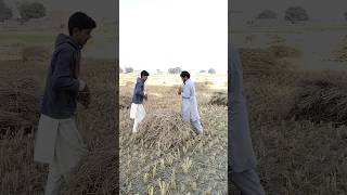 Working in the fields #short #viralshort #working #village #villagelife #viralshort #villagevlog