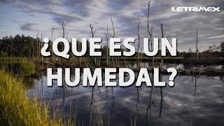 ¿Que es un humedal y para que sirve?