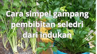 cara simpel gampang pembibitan seledri dari indukan