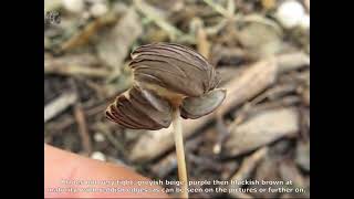 Psathyrella gracilis. Champimaginatis. English Text.