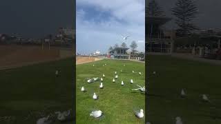 Bird army ￼