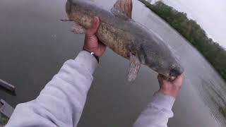 10.5 Flathead(Miami white water forest lake) Cincinnati,Ohio 5-7-22