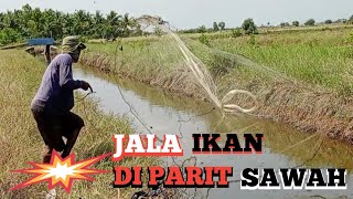 Tangkap ikan pakai jala ikan di parit sawah pas lagi dangkal