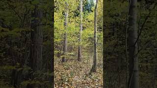 Walk in the Woods 🇷🇸 #shortsfeed #nature  #shortvideo