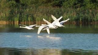 Tiefflug der Höcker _ schwäne, kurze Flugszene am Mühlbach / Mühlteich _ #Vogelbeobachtung