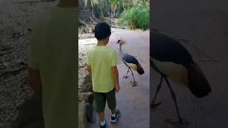 Palmitos park Gran Canaria #shorts #short #animals #bioparque