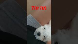 ניחשתם?