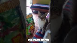 Addiction #cat #catLover #youtubeshorts