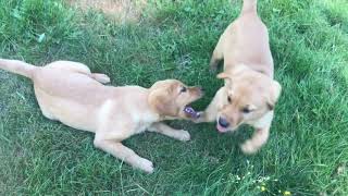 Butters & Bear Bear - 10 week old Goldadors puppies