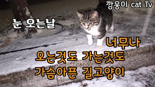 눈오는날 오는것도 가는것도 너무나 가슴아픈 길고양이