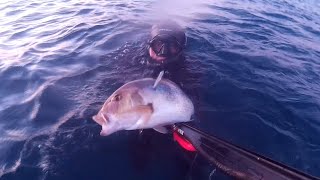 Pesca submarina Noviembre 2020 Costa Brava