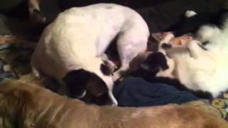 Cat sleep with dogs