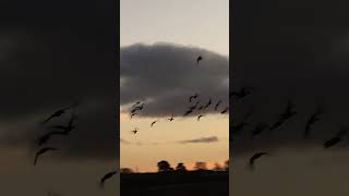 Scottish Birds come home