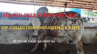 cow mandi 2023/ cow ky shouqeeno ky liye @mandivlogswithejaz4258