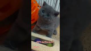 4 weeks old kitten 🐱💕     #bsh #britishblue #kitten #кошки #britishshorthair #cat