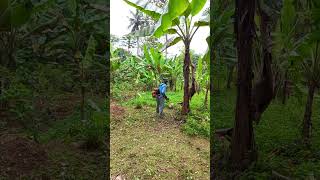 POTONG RUMPUT LIAR DENGAN MESIN RUMPUT BENSIN