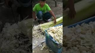 Anak kecil membuat makanan untuk makan kambing kurban 2022 #shorts