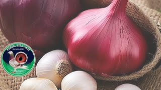 COMO FAZER PASTA DE ALHO COM CEBOLA ROXA PARA  OS POMBO.