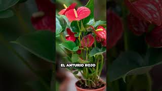 5 Plantas RESISTENTES para tu Interior: La Continuación | Urbangreen Parte 2 🌱