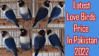 Love Birds Price List 2022 | Love Bird Price In Pakistan | Khan Birds Collection