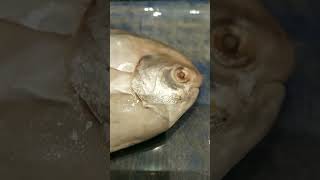 Pomfret sea food india #shorts