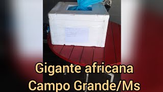 Gigantes africanas: Campo Grande/ Ms 1150 km ( 3 litros 1070 unidades)