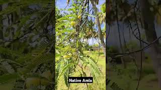 Amla #amla #fruit #benefitsofamla #drsivaraman #nativetrees