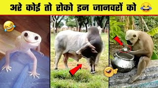 😂🤣  इन जानवरों की हरकत देख हंसी नहीं रुकेगी | Funny Animals moment caught on camera | Part 7