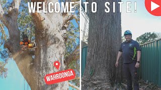 Welcome To Site - Wahroonga - Shane's Trees