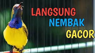 JAMINAN LANGSUNG GACOR NEMBAK NEMBAK, PANCINGAN SOGON GACOR