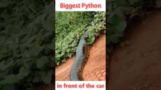 Biggest Phyton In Front Of The Car