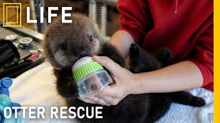 Rescuing injured otters from danger and reviving them | Animal rescue compilation