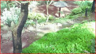 🌺Criando um Jardim do Zero: Cultivando Flores da Generosidade dos Vizinhos e Colhendo na Natureza