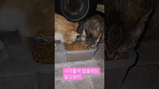 사이좋게 밥을 먹는 길고양이 #길고양이