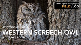 Photographing Screech-Owl at its Day Roost - NIKON Z9