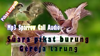 suara pikat burung gereja tarung mp3 jernih dan ampuh durasi panjang