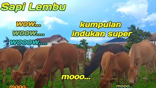 Sapi Lembu lucu kumpul bersama - suara sapi lembu #sapi #lembu #sapimoo #cows #suarasapi #sapilucu #