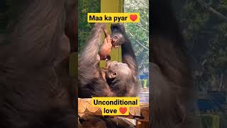 Maa ka pyar ♥️ ll unconditional love ♥️😘 #animallover #pet #sauravjoshivlogs