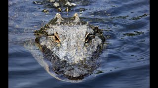 Beauty and beasts at Gatorland, Orlando, Florida